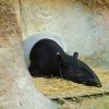 Malayan tapir