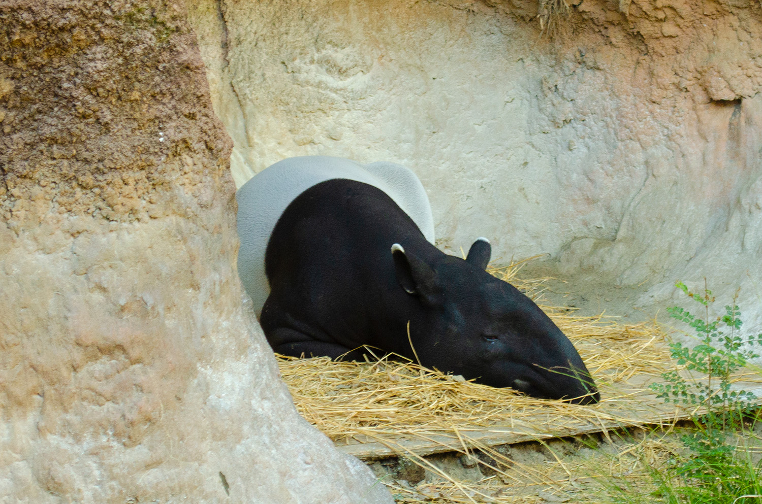 Malayan tapir